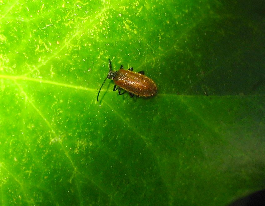 Coleoptera: Lagria hirta dell''Elba