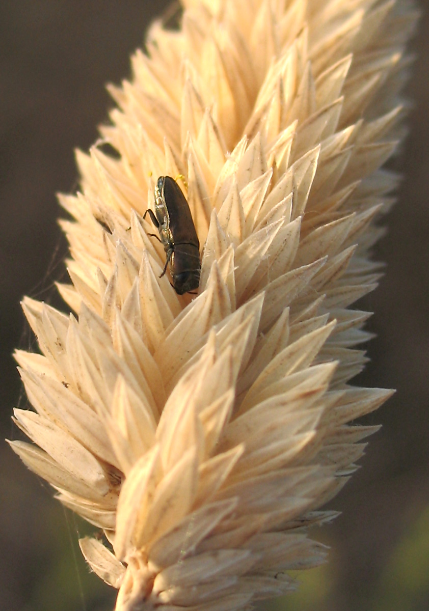 Carrellata di Anthaxia, Agrilus e Acmaeoderella