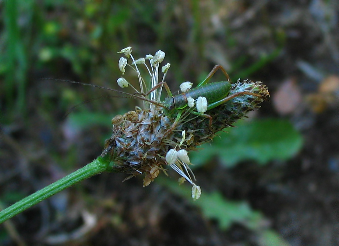 Carrellata di mini-Ortotteri