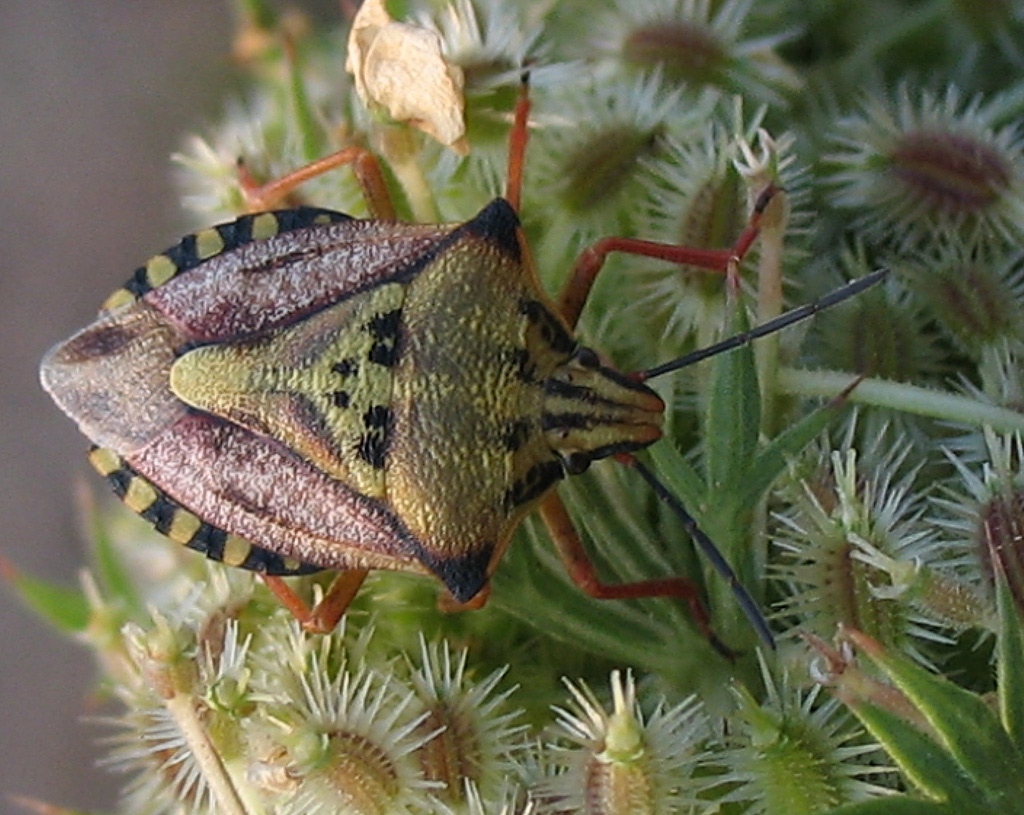 Carpocoris mediterraneus  e Holcostethus strictus