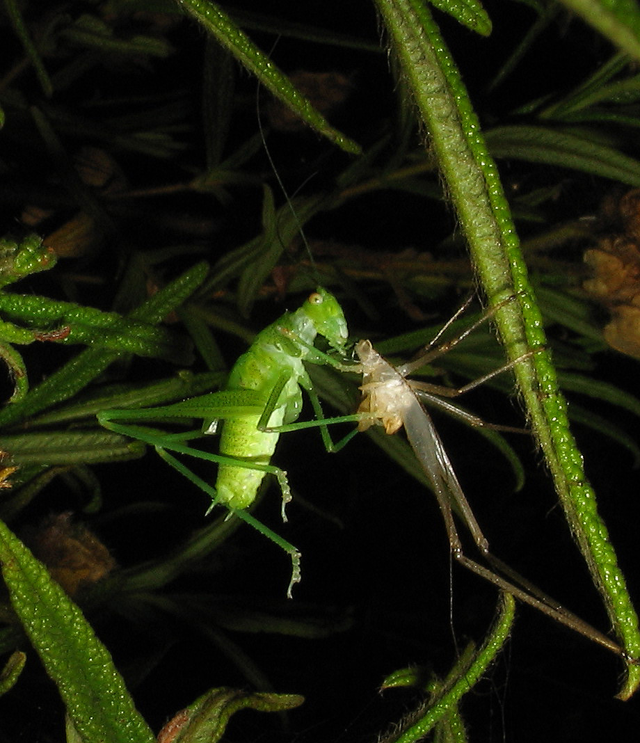 Carrellata di mini-Ortotteri