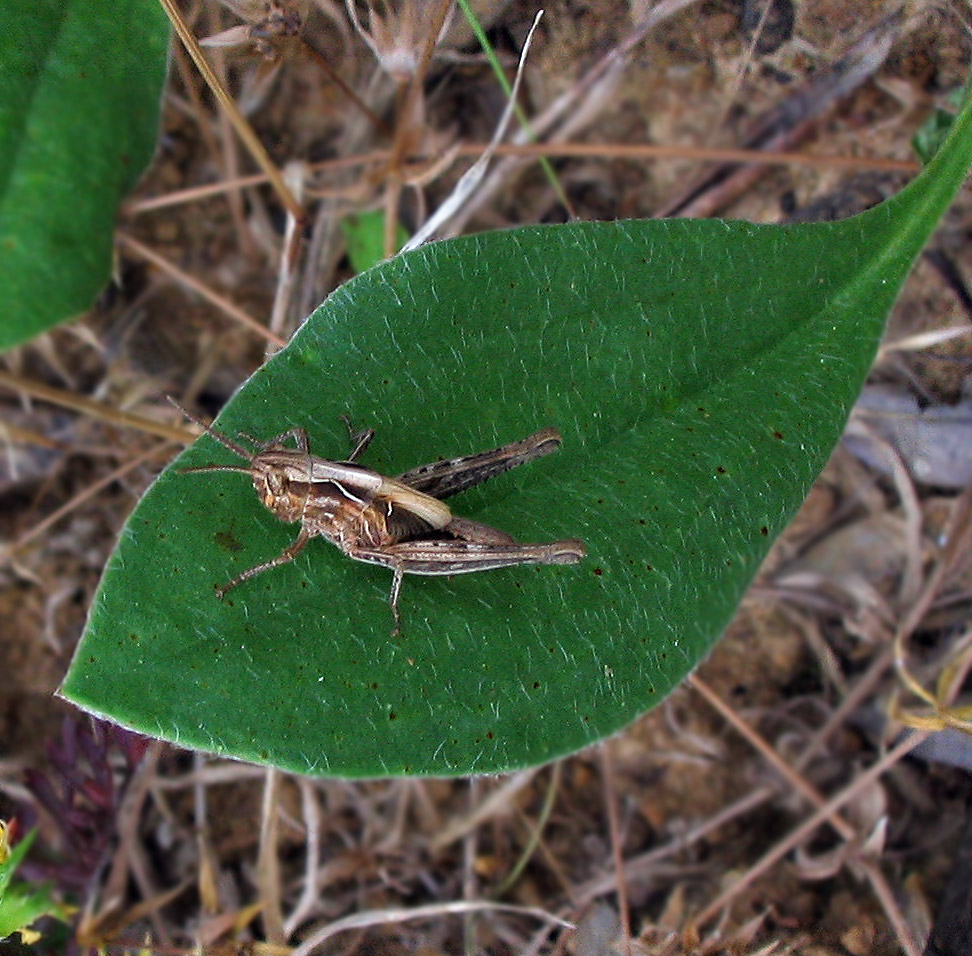 Carrellata di mini-Ortotteri