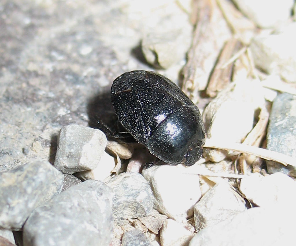 Cydnidae: Macroscytus o Legnotus?