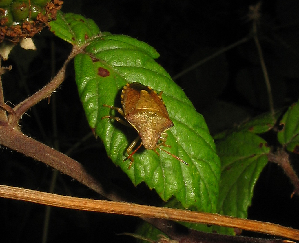 Carpocoris mediterraneus  e Holcostethus strictus