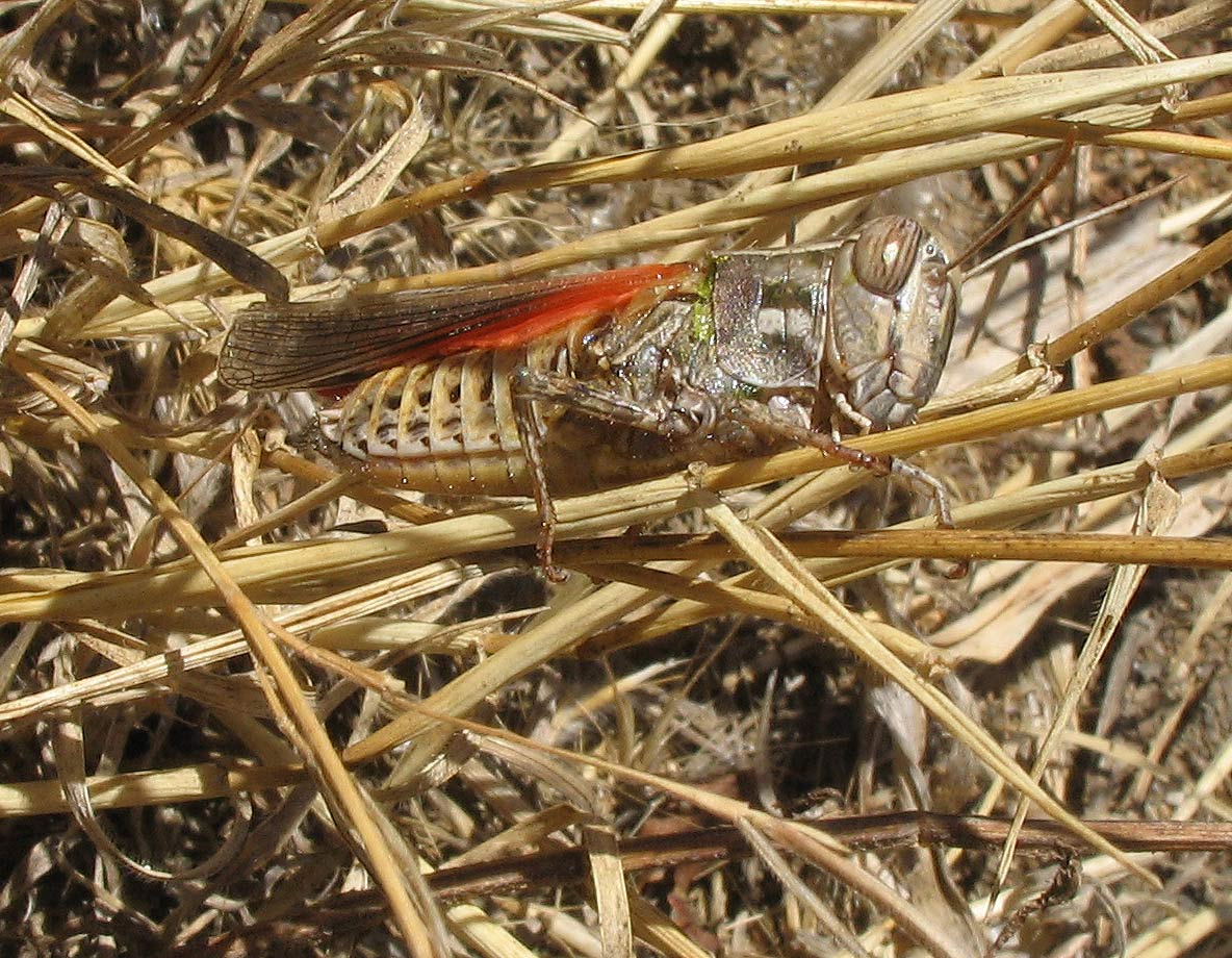 Carrellata di mini-Ortotteri