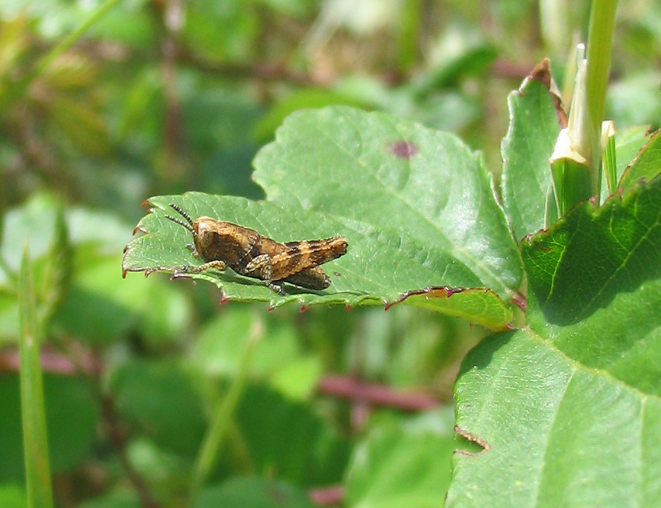 Carrellata di mini-Ortotteri