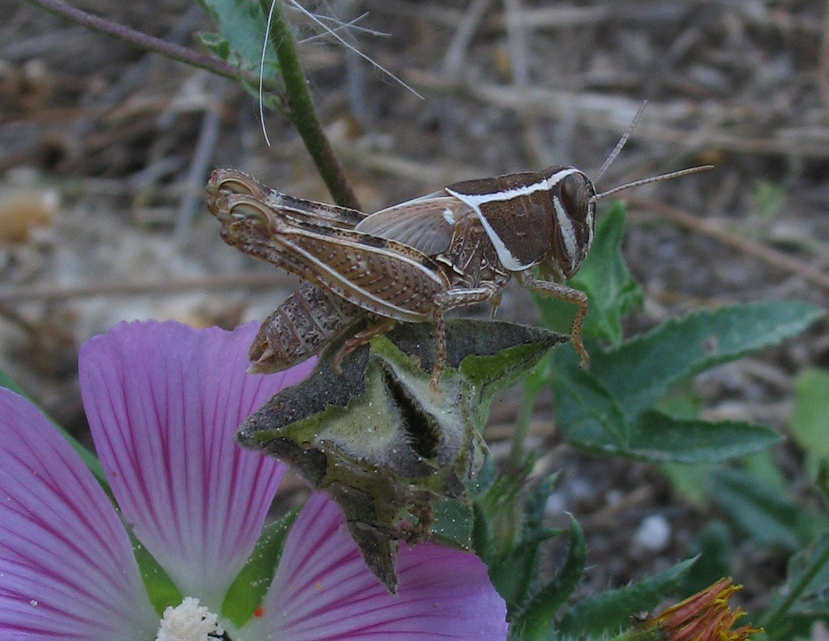 Carrellata di mini-Ortotteri