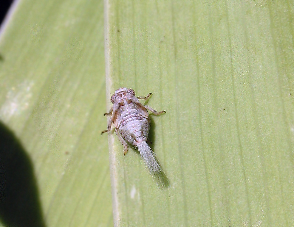 Issidae/Acanaloniidae: Acanalonia conica?