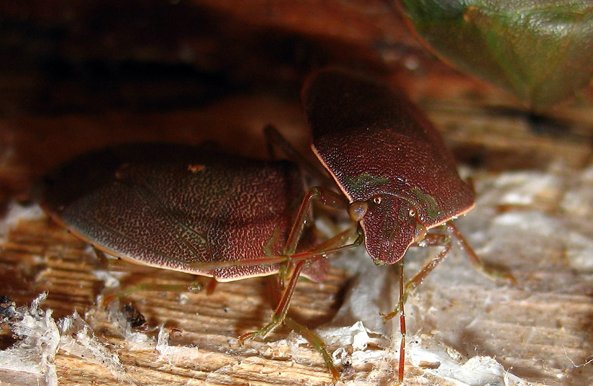 Pentatomidae: Acrosternum heegeri dell''Elba