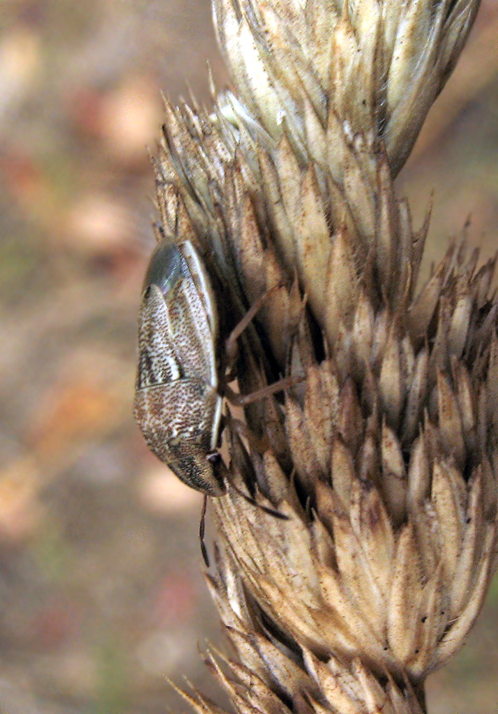 Neottiglossa bifida