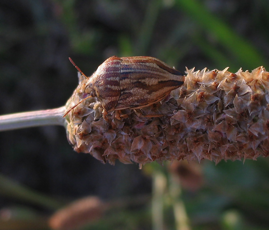 Scutelleridae: Odontotarsus robustus (Heteroptera)