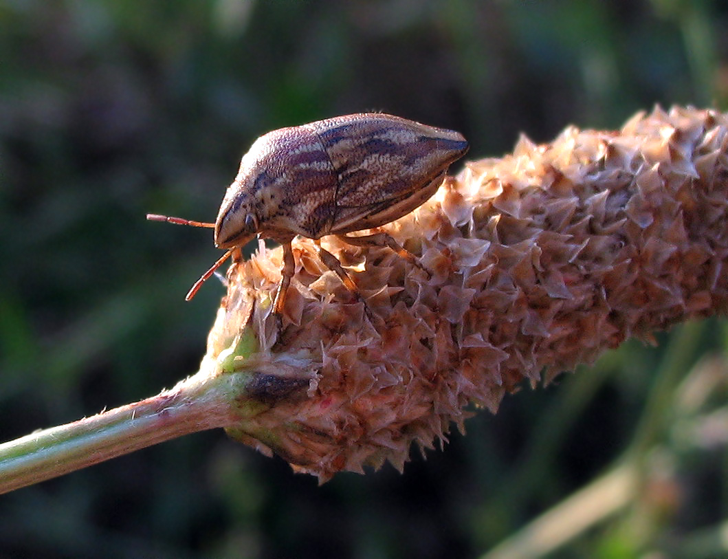 Scutelleridae: Odontotarsus robustus (Heteroptera)