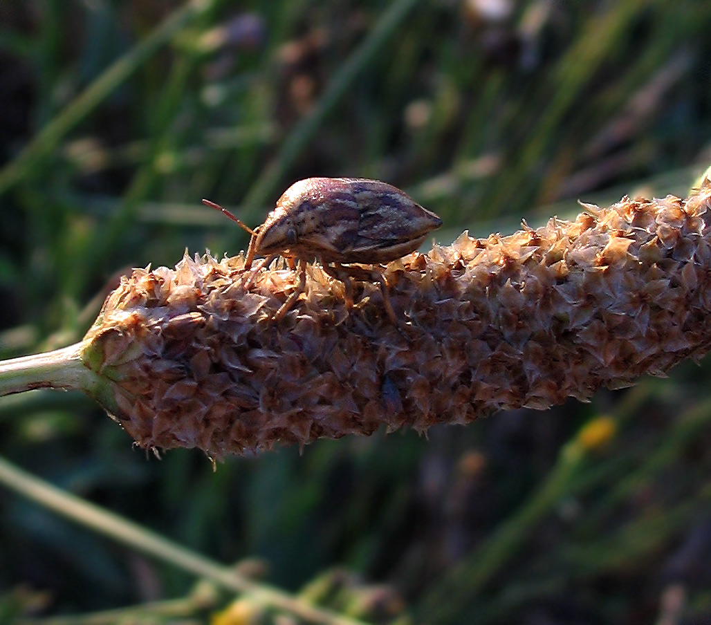 Scutelleridae: Odontotarsus robustus (Heteroptera)