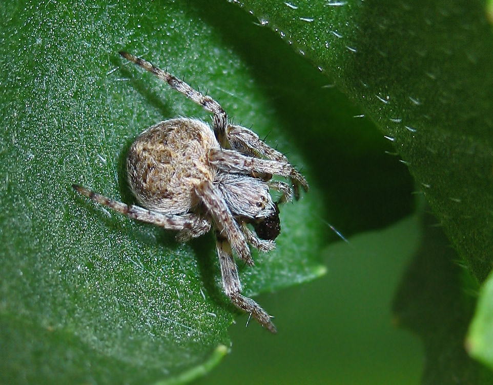 Agalenatea redii, immaturo