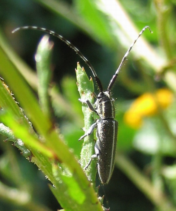 Un piccolissimo amico: Agapanthia suturalis