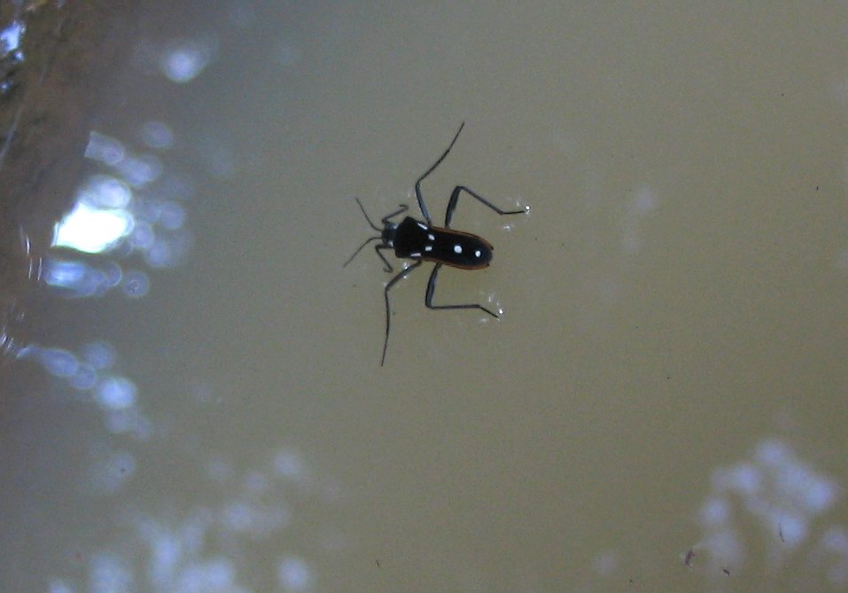 Hemiptera: Veliidae