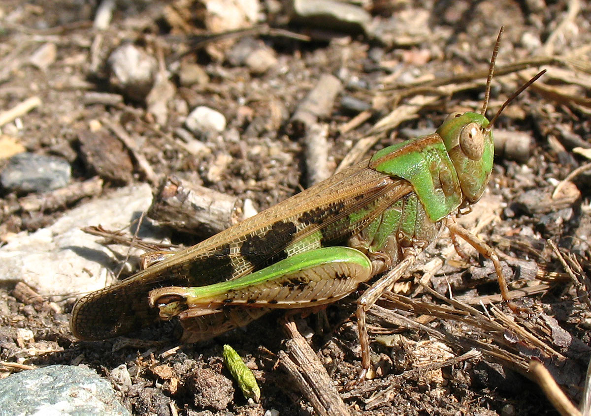 Aiolopus strepens