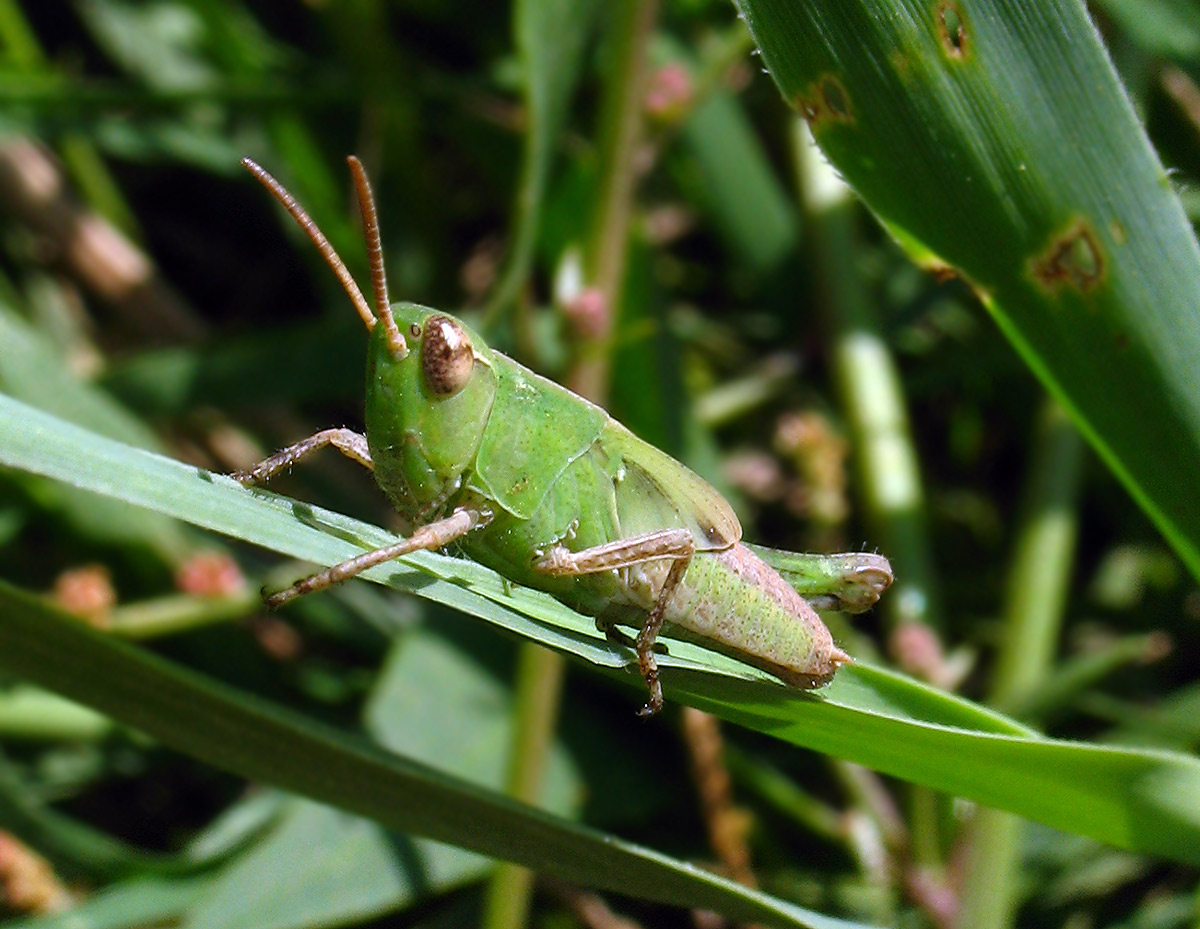 Aiolopus thalassinus