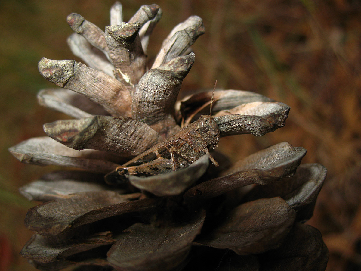 Aiolopus strepens