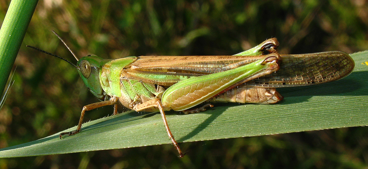 Aiolopus thalassinus