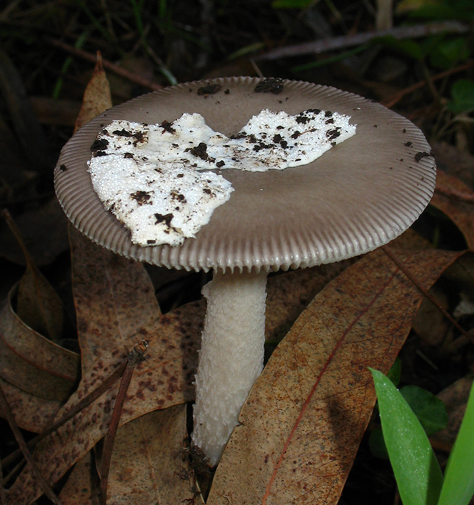 Amanita sp.?