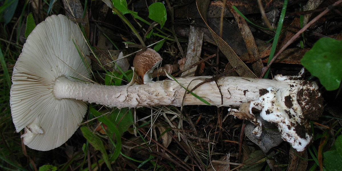 Amanita sp.?