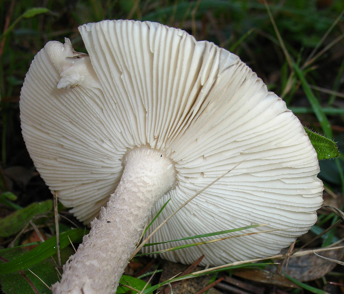 Amanita sp.?