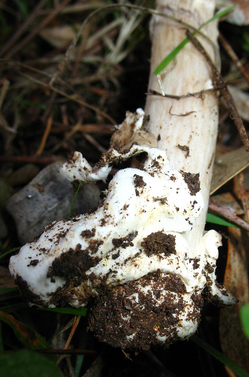 Amanita sp.?