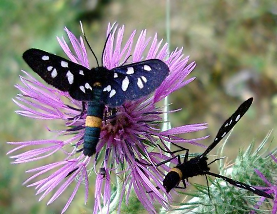 Variabilit delle macchie in Amata phegea