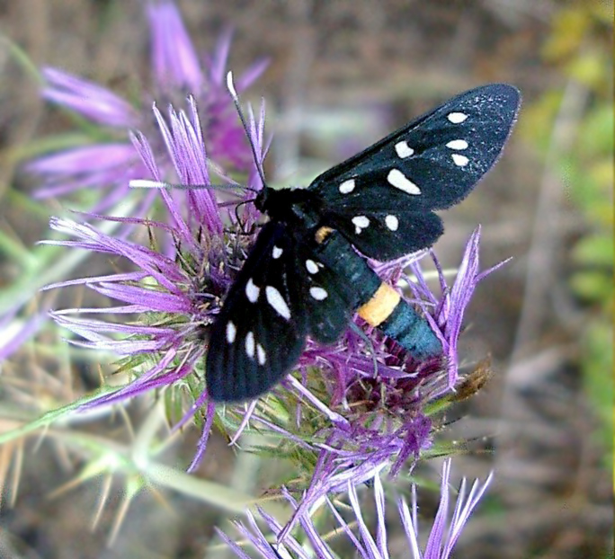 Variabilit delle macchie in Amata phegea