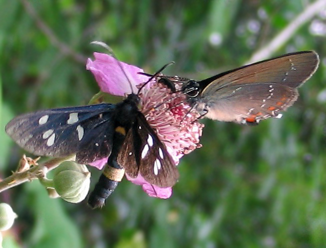 Variabilit delle macchie in Amata phegea