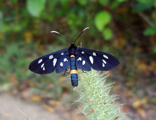 Variabilit delle macchie in Amata phegea