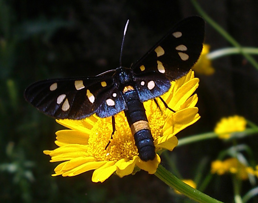 Variabilit delle macchie in Amata phegea