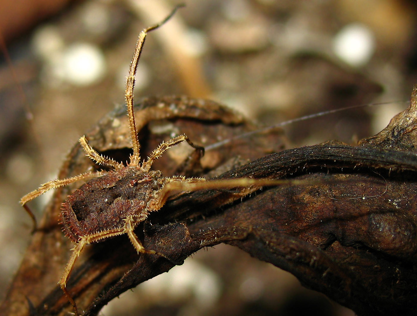 Opilione (presumibile Elba)