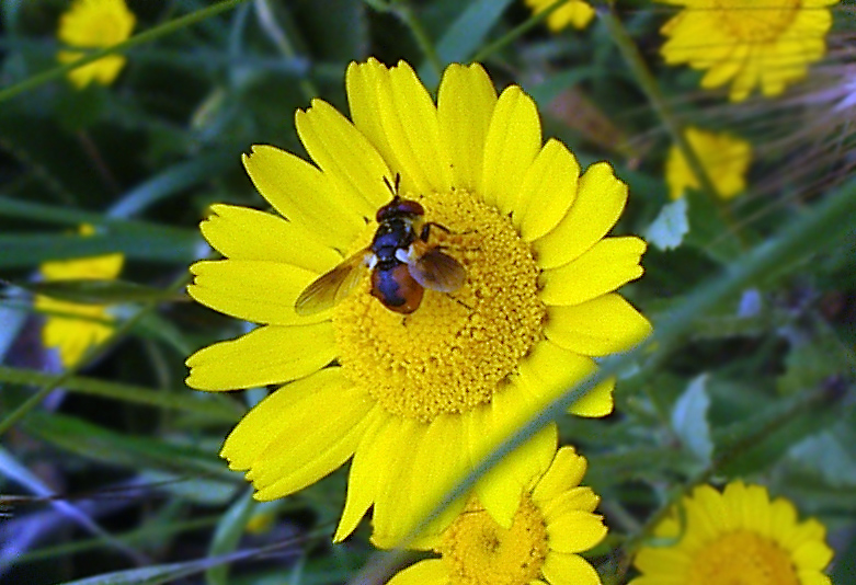 Tachina fera e Gymnosoma sp.