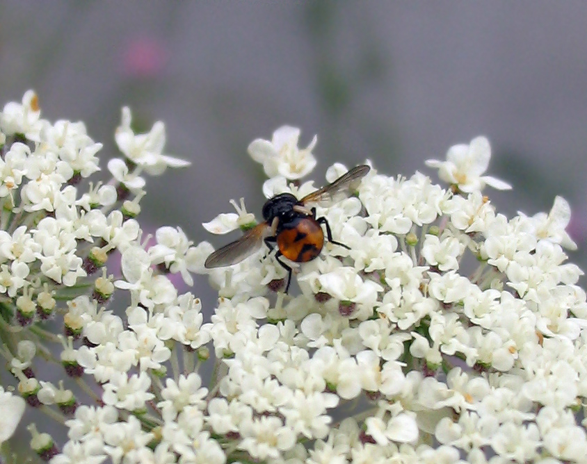 Tachina fera e Gymnosoma sp.