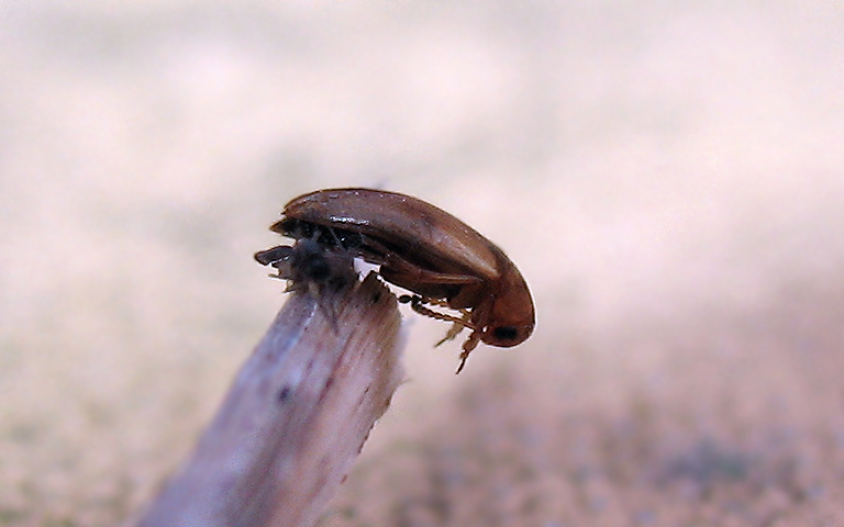 Anaspis maculata liberata