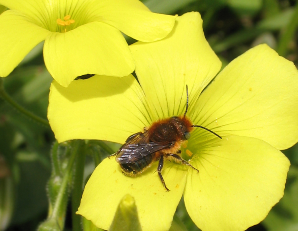 Osmia aurulenta