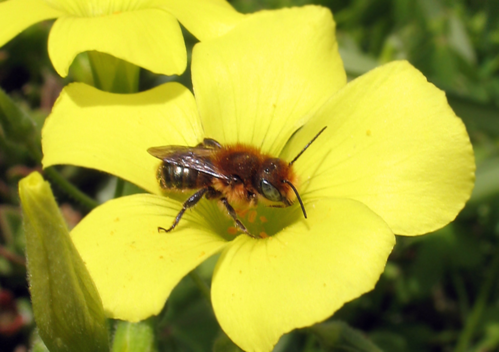 Osmia aurulenta