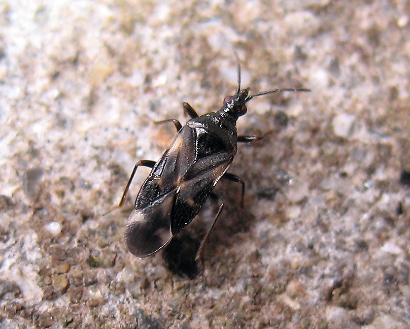 Anttocoris nemoralis