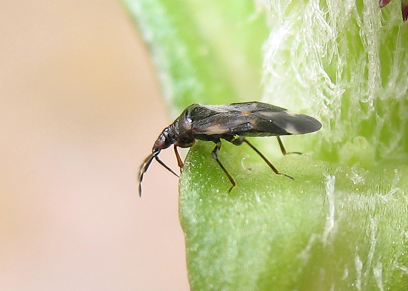 Anttocoris nemoralis
