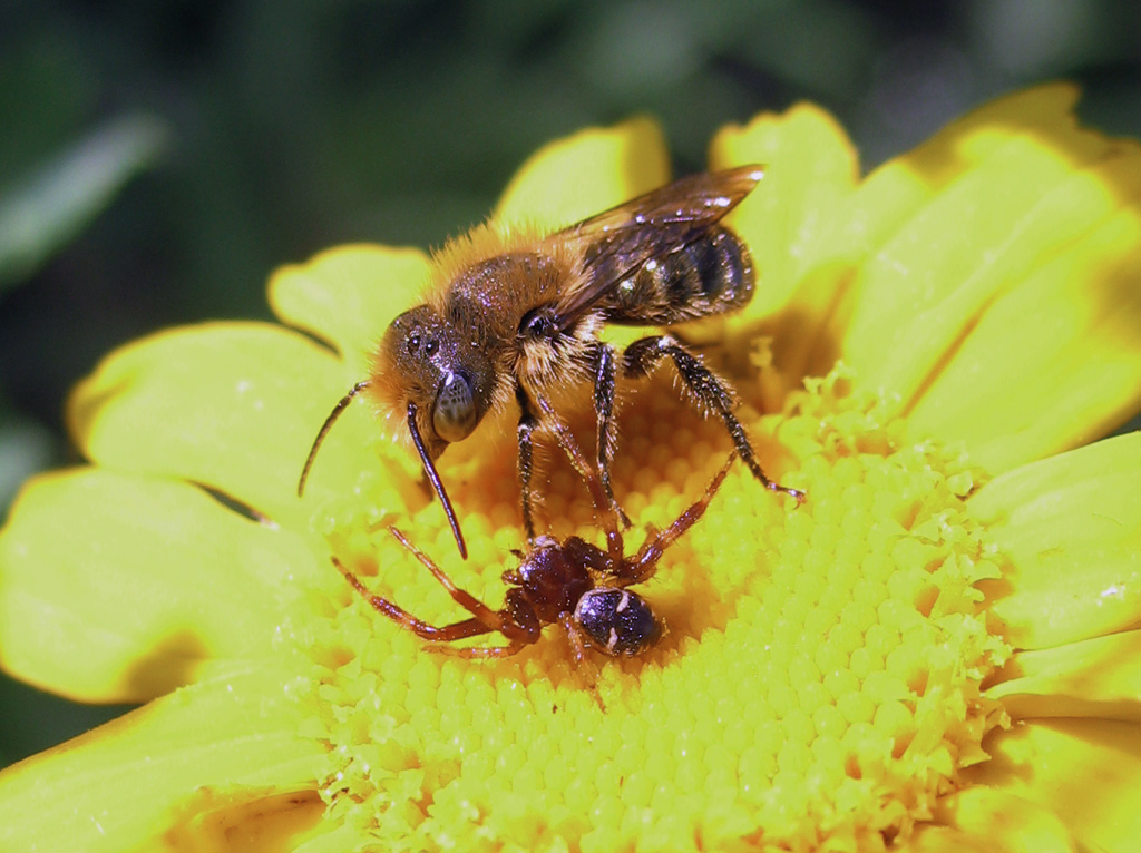 L''Osmia e il ragno