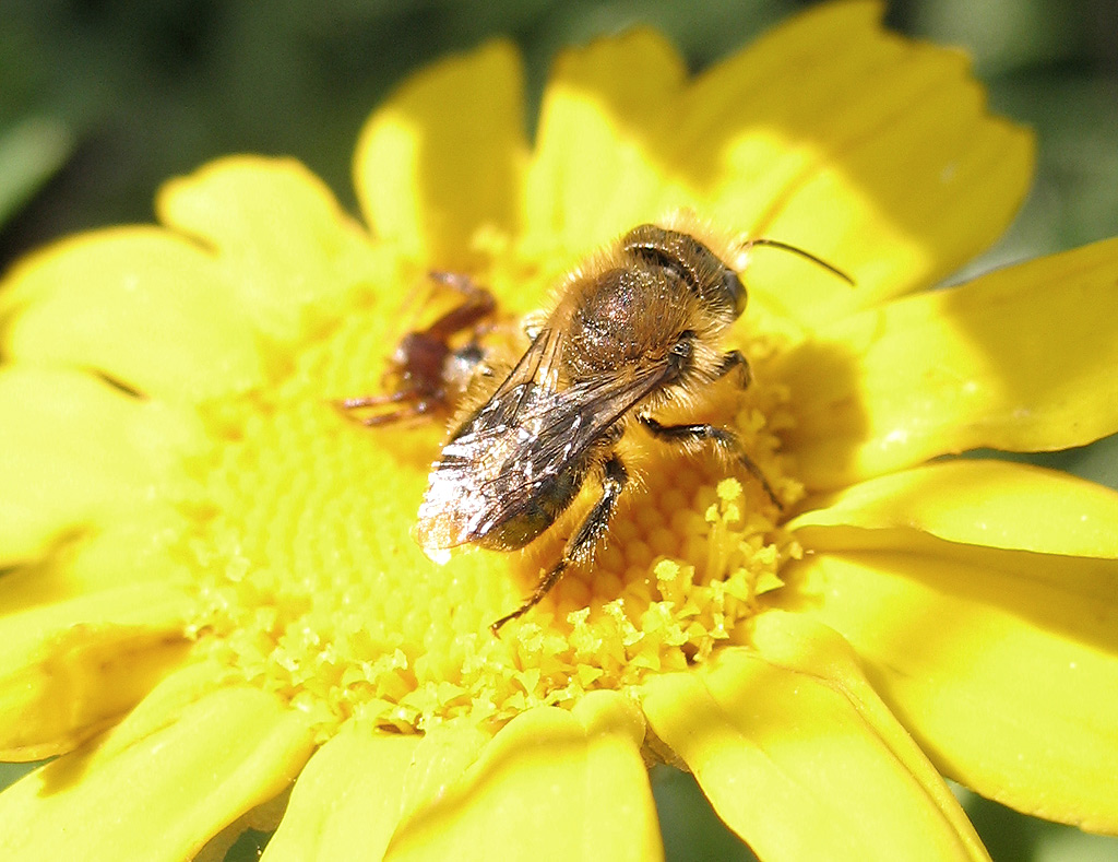 L''Osmia e il ragno