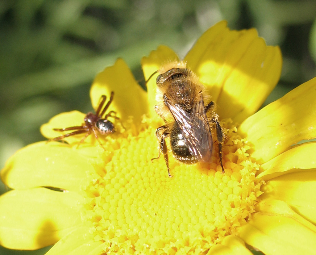 L''Osmia e il ragno