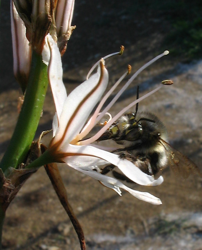 Anthophora sp.?