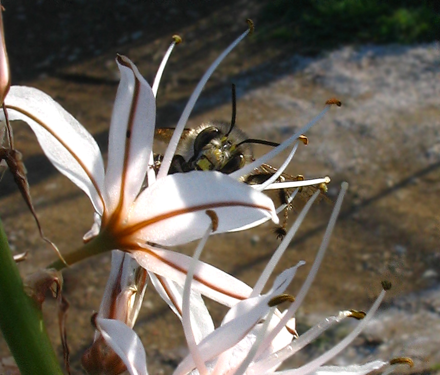 Anthophora sp.?
