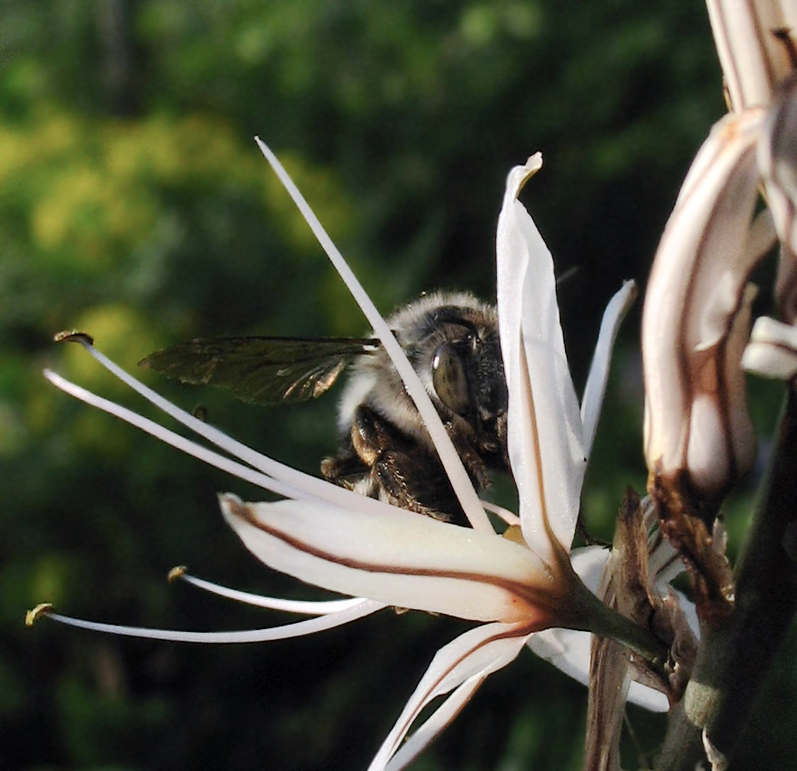 Anthophora sp.?