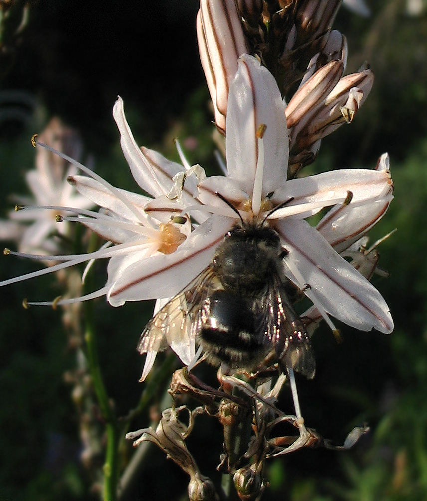 Anthophora sp.?