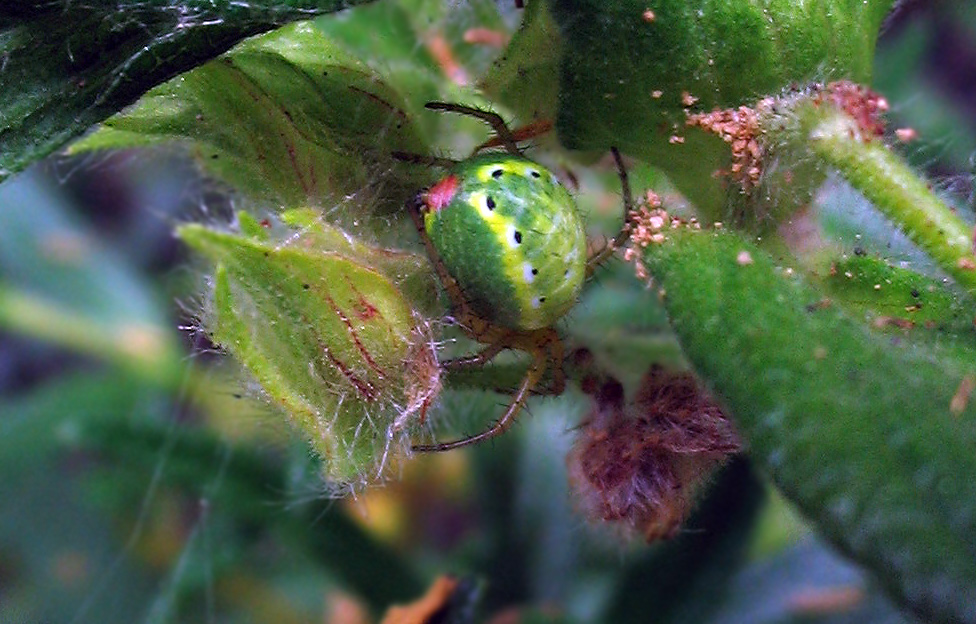 Araniella sp.