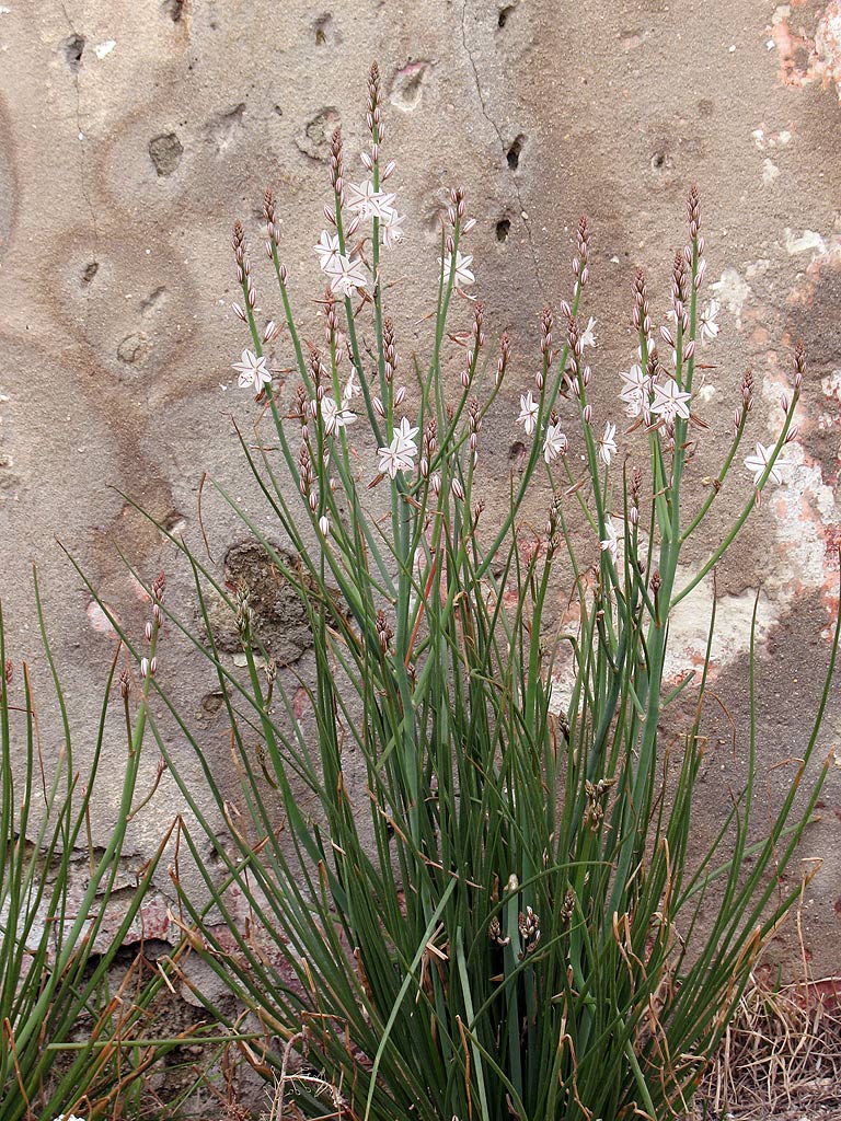 Asphodelus fistulosus / Asfodelo fistoloso